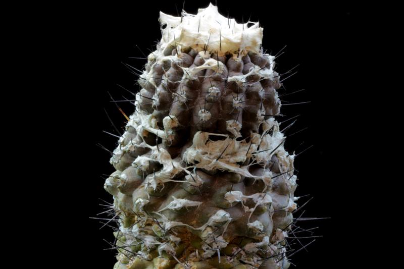 Copiapoa hypogaea 