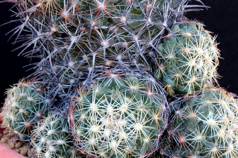 Coryphantha cornifera 