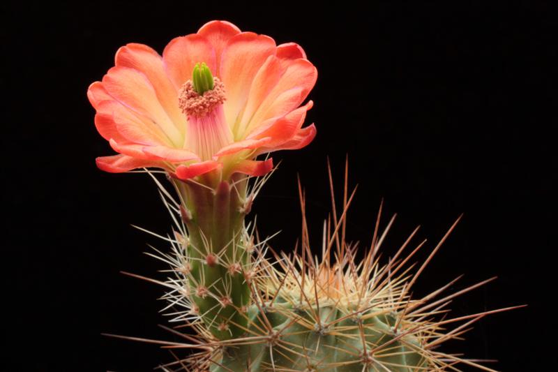 Echinocereus coccineus v. rosei SB 850