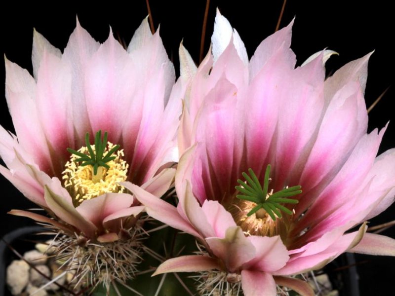 Echinocereus engelmannii ssp. fasciculatus 