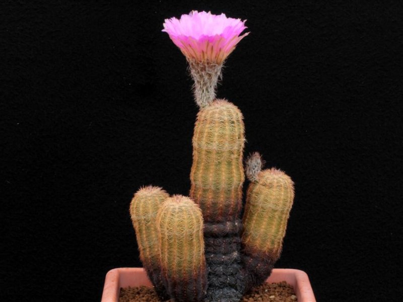 Echinocereus reichenbachii 