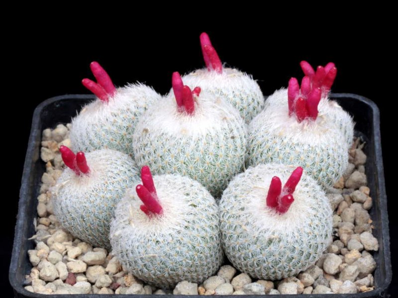 Epithelantha chihuahuensis 