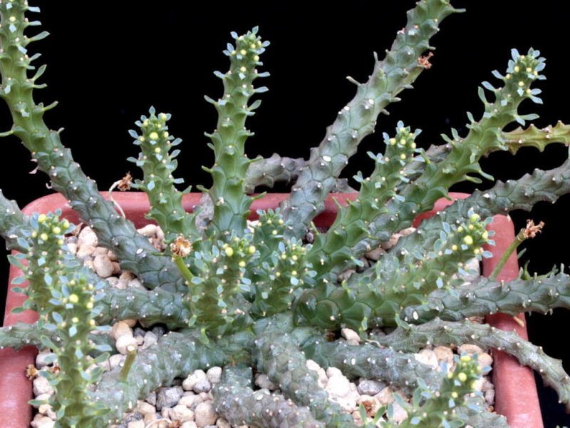 euphorbia sp.