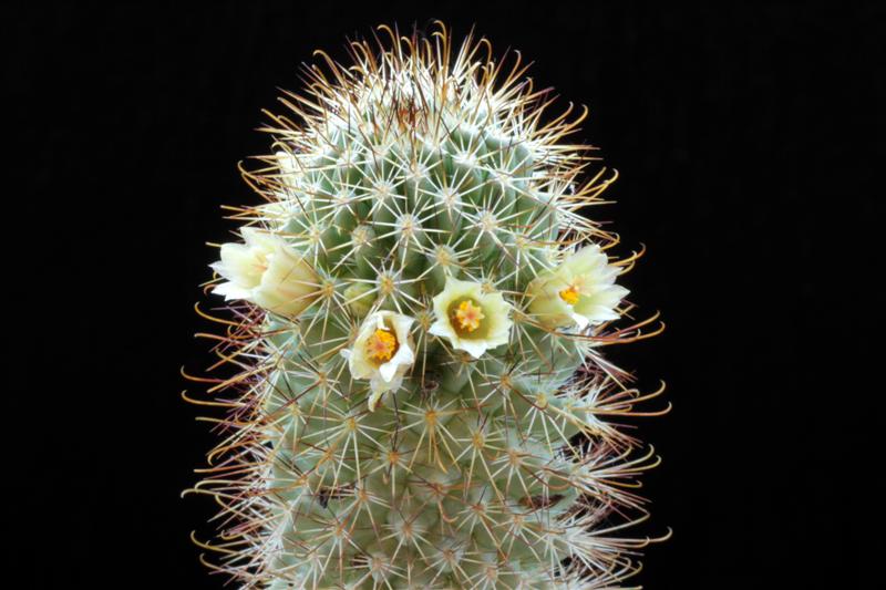 Mammillaria armillata Z 157