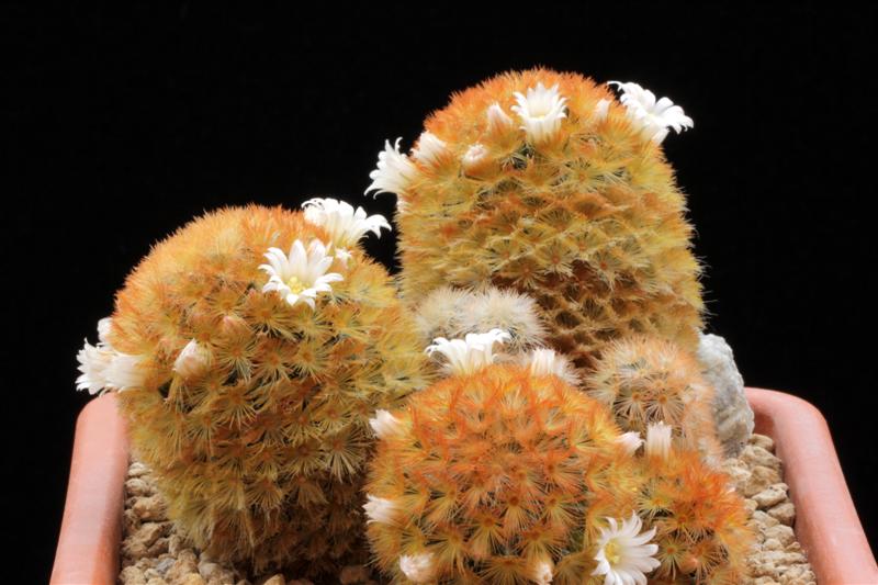 Mammillaria carmenae 