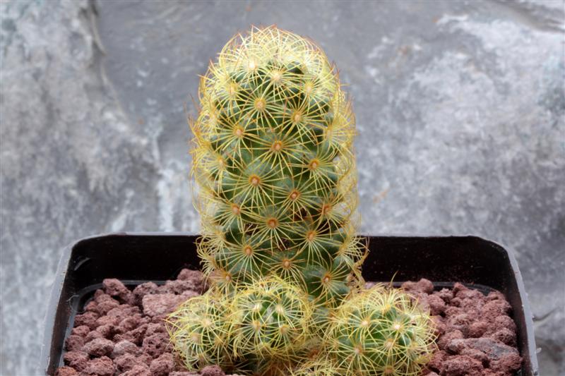 Mammillaria elongata 