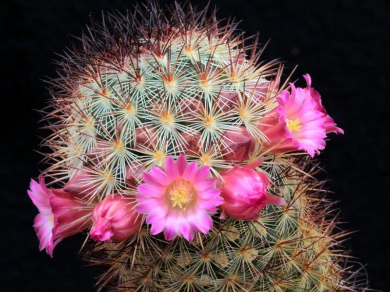 Mammillaria microhelia 