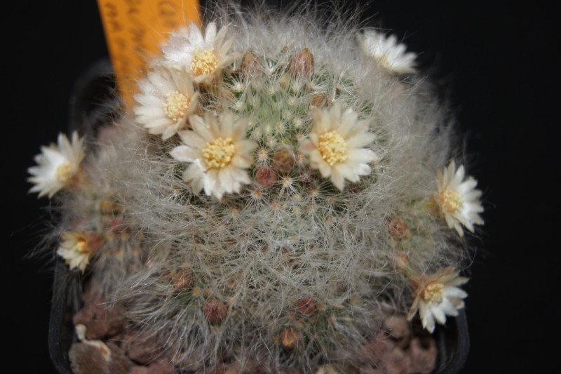 Mammillaria scheinvariana 