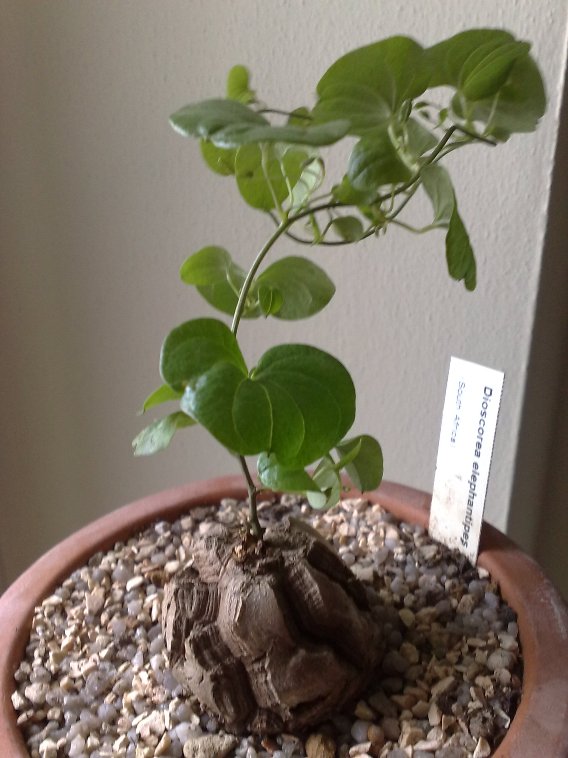 dioscorea elephantipes 