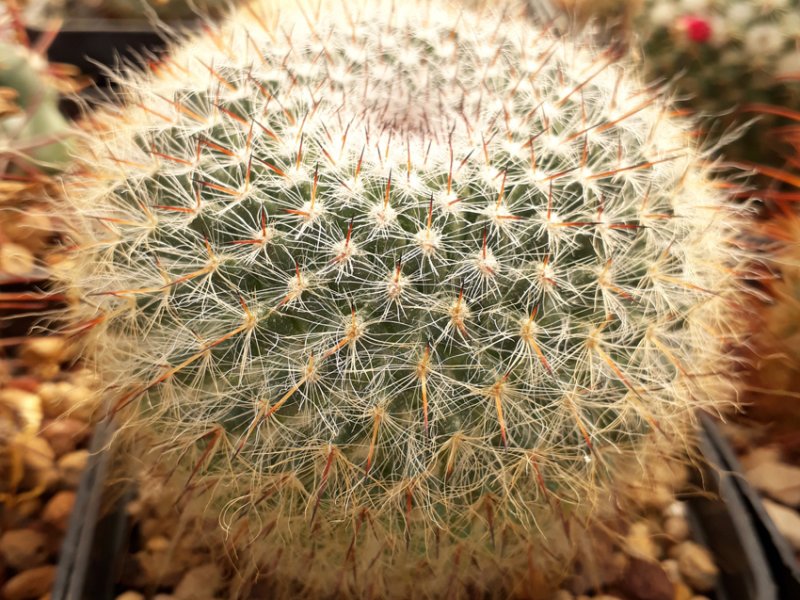  Mamillaria 
