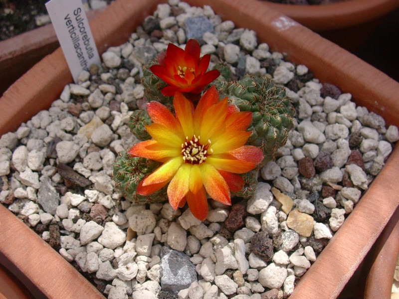 Sulcorebutia verticillacantha 