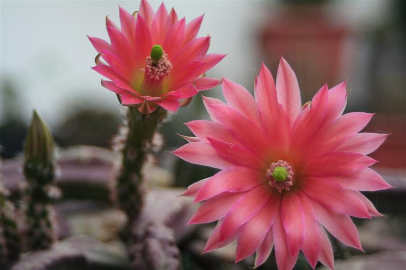 Echinocereus scheeri v. gentryi 