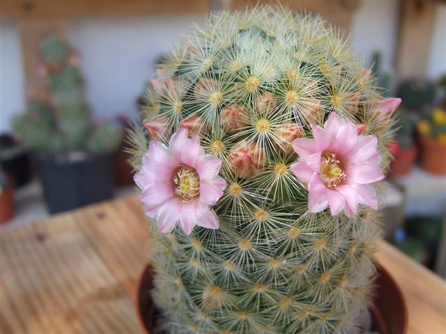 Mammillaria carmenae 