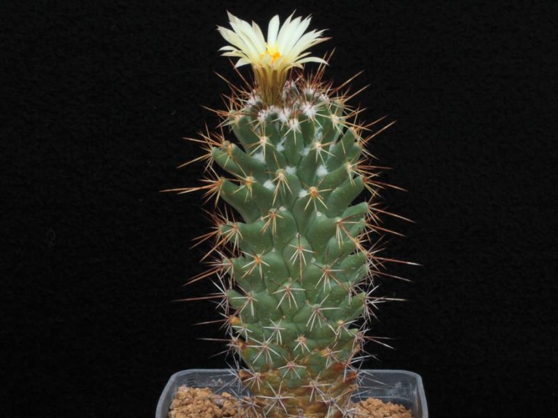 Coryphantha clavata 