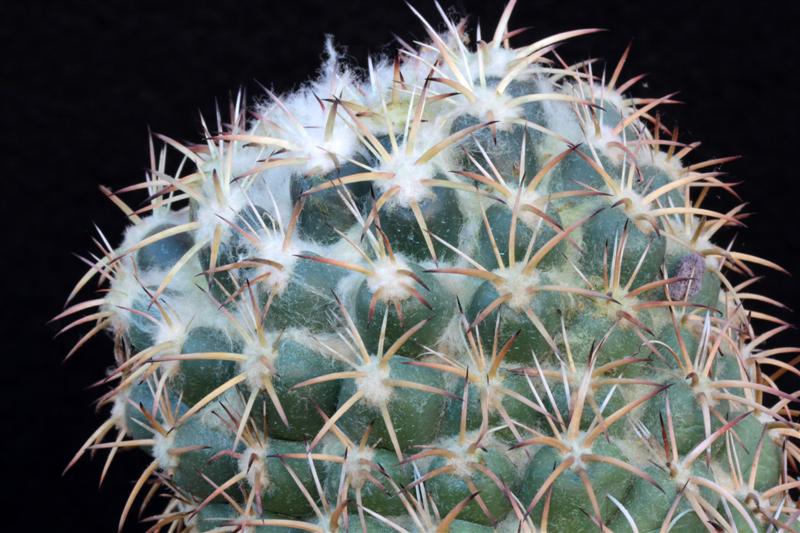 Coryphantha elephantidens 