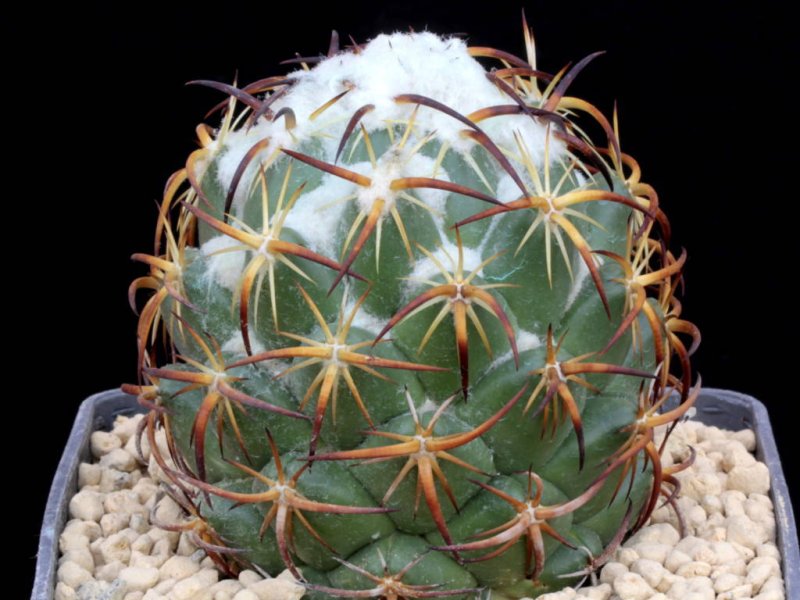 Coryphantha tripugionacantha 