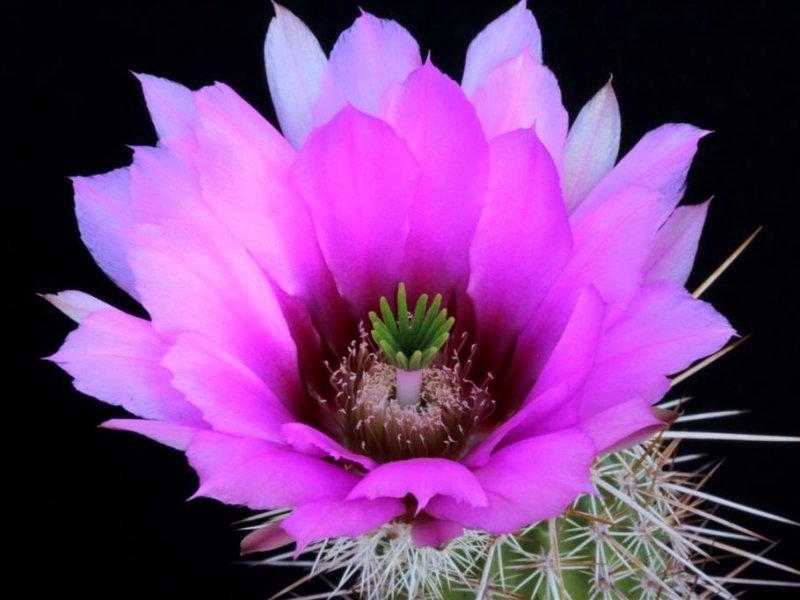 Echinocereus engelmannii 