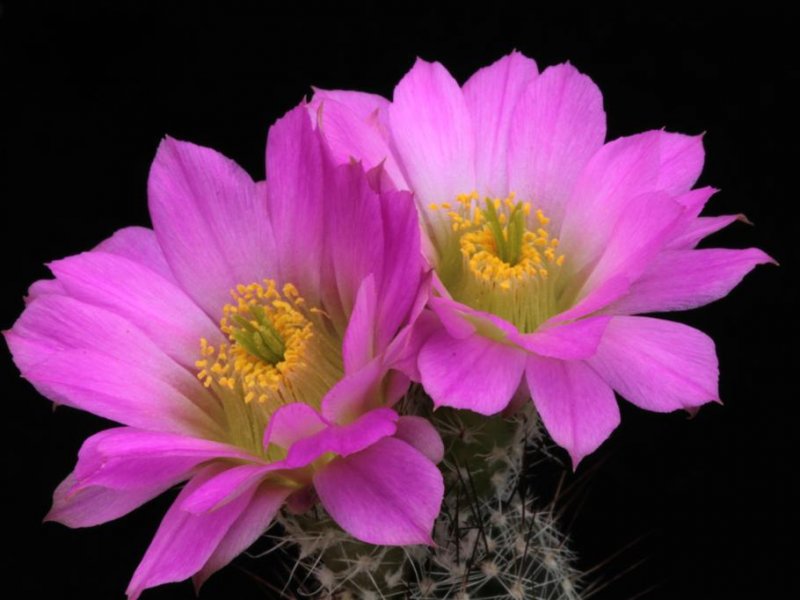 Echinocereus palmeri MAO 75