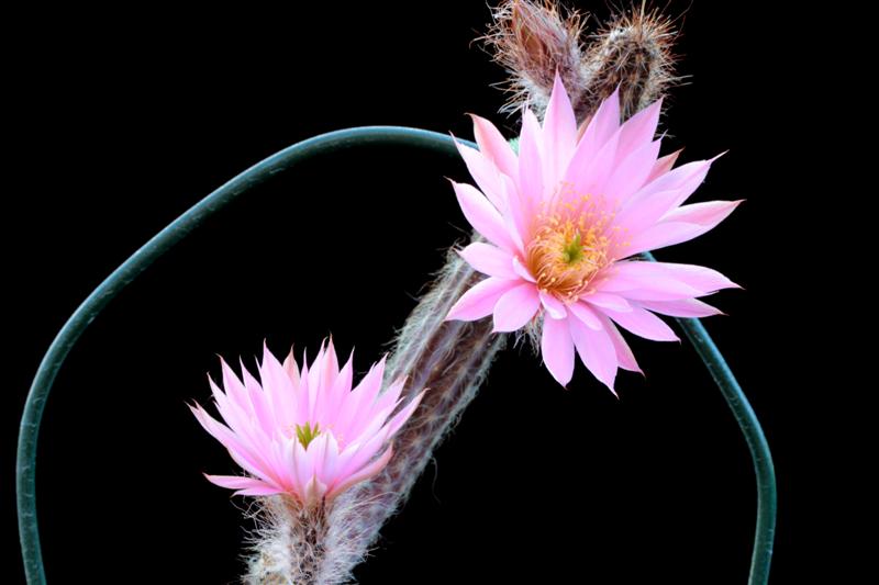 Echinocereus schmollii 