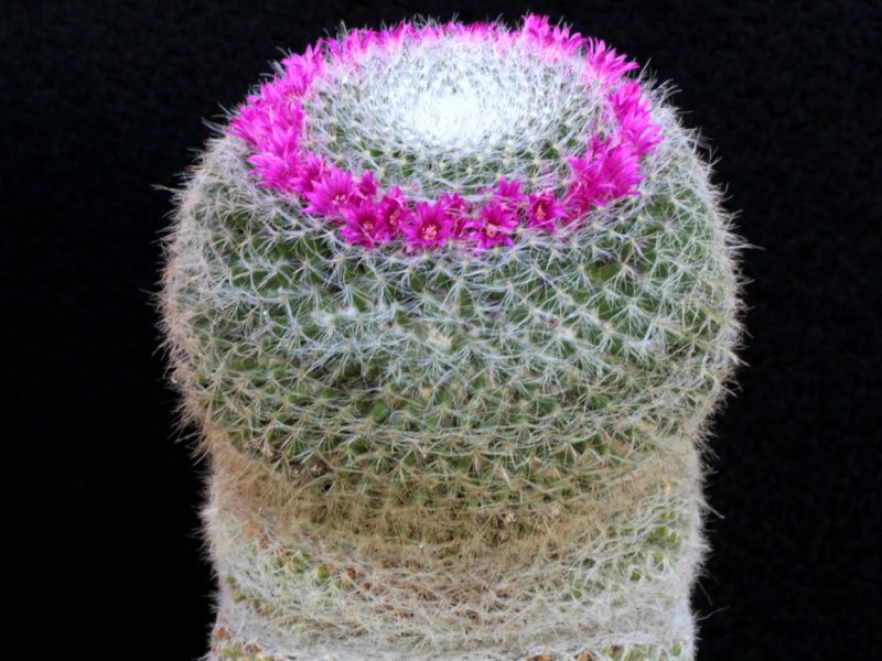 Mammillaria hahniana 