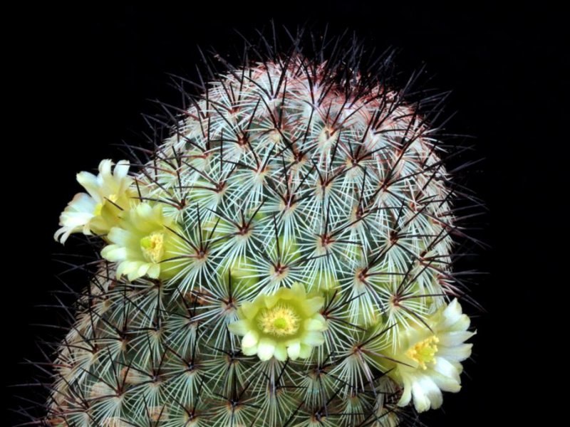 Mammillaria microhelia 