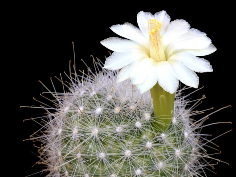 Mammillaria senilis albiflora 