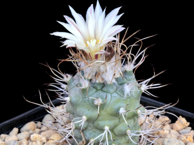 Turbinicarpus flaviflorus 