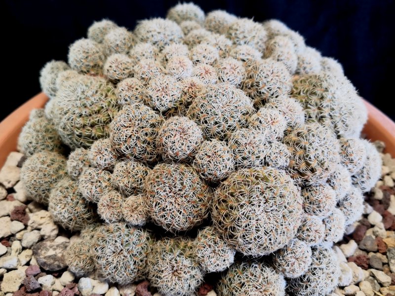 Sulcorebutia gemmae VZ203