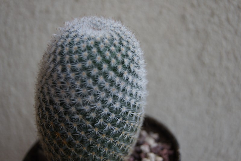 mammillaria  6