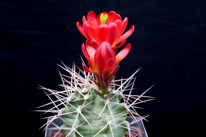 Echinocereus  triglochidiatus DJF 1145