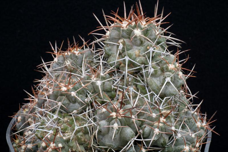 Copiapoa fiedleriana 