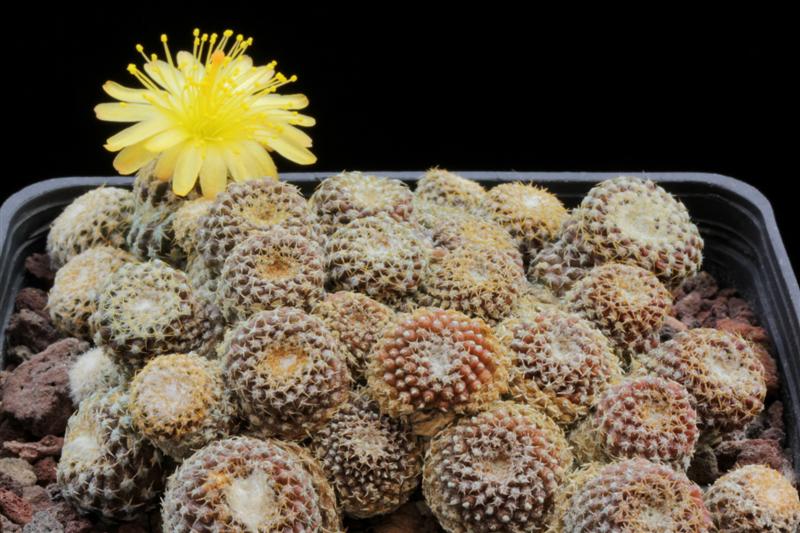 copiapoa hypogaea v. laui