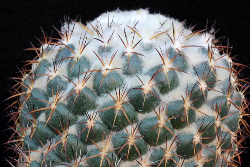 Coryphantha elephantidens 