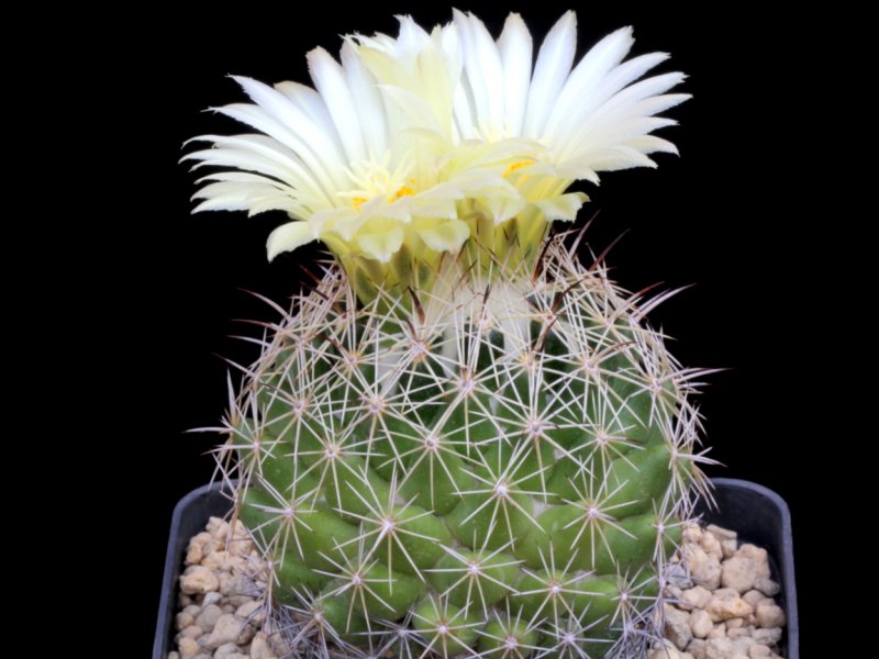 Coryphantha palmeri 