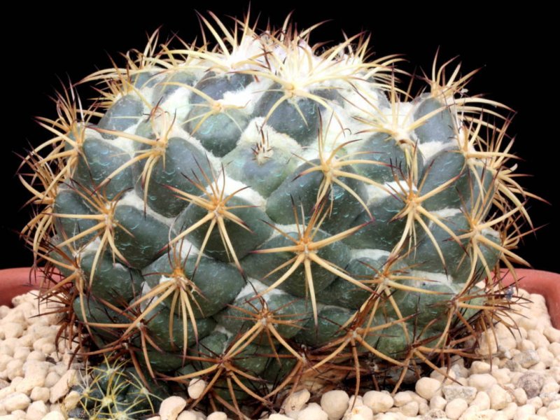 Coryphantha pycnacantha 