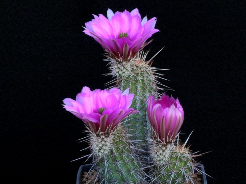 Echinocereus engelmannii 