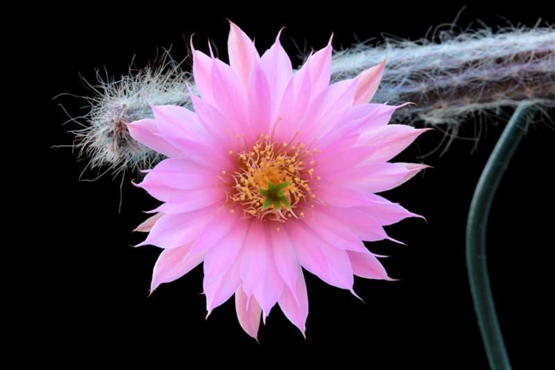 Echinocereus  schmollii 