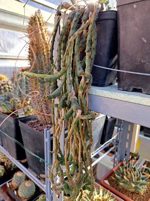 Euphorbia ornithopus 