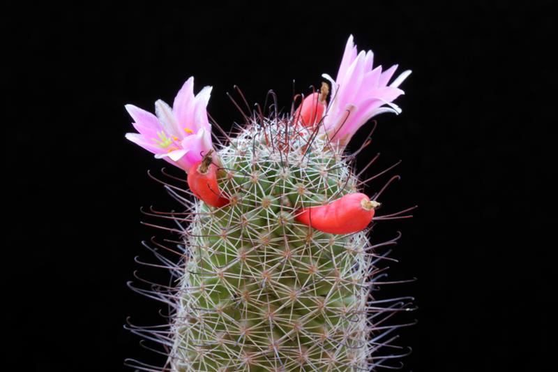 Mammillaria alamensis 