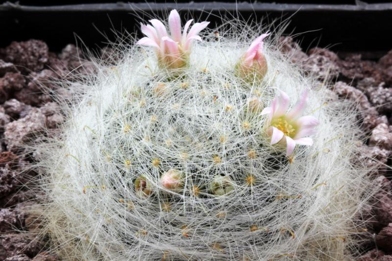 Mammillaria glassii v. siberiensis 