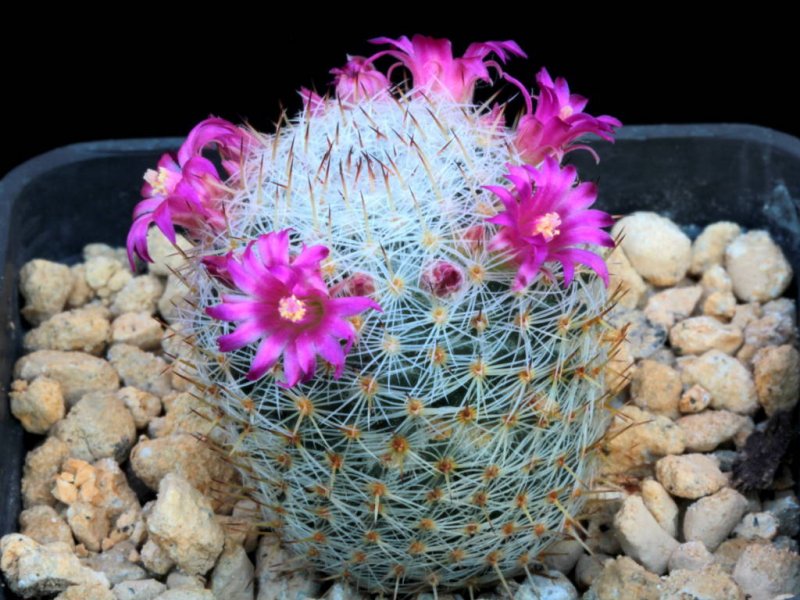 mammillaria halbingeri v. rubiflora