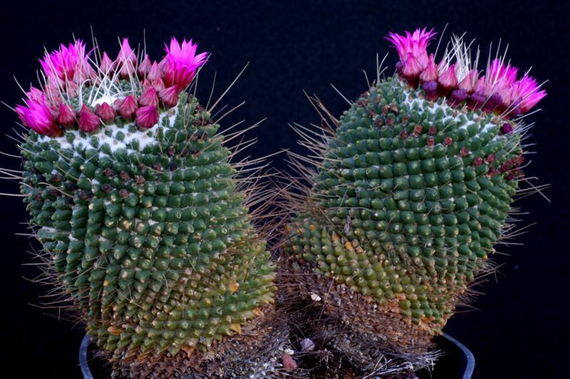 Mammillaria polythele cv. un pico 