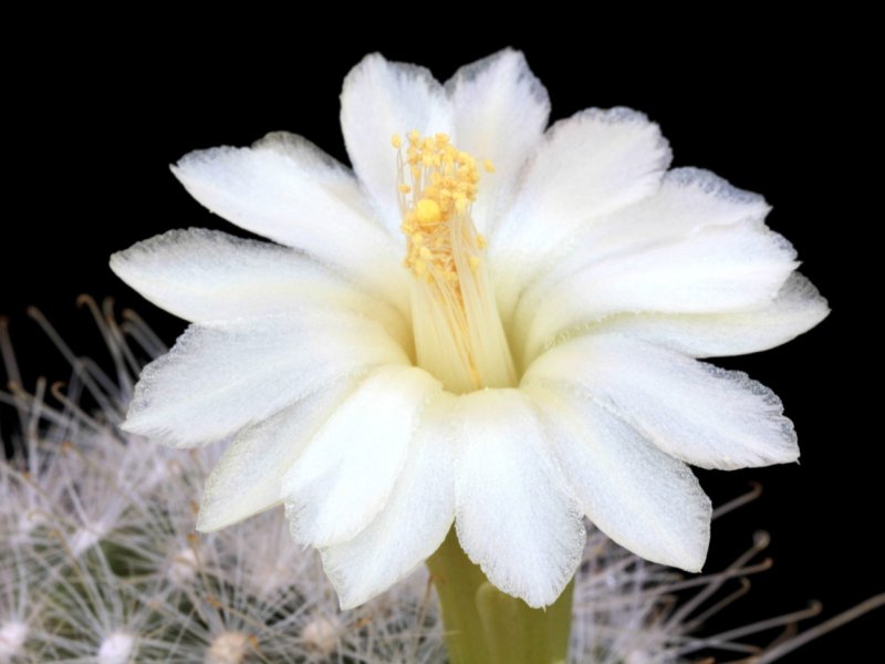 Mammillaria senilis albiflora 