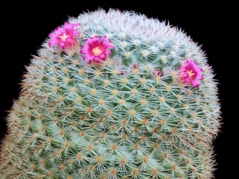 Mammillaria supertexta 