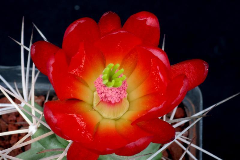 Echinocereus triglochidiatus DJF 1145