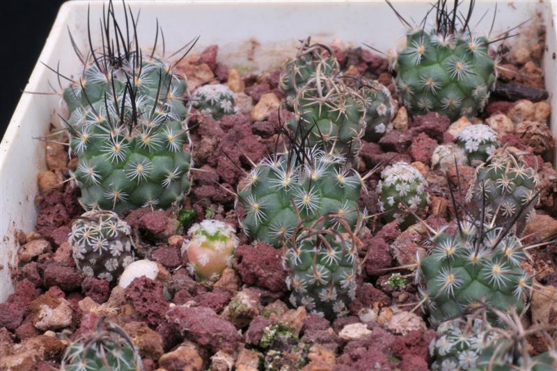 Turbinicarpus viereckii 