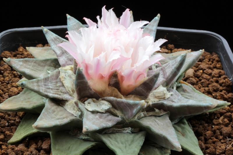 Ariocarpus retusus 