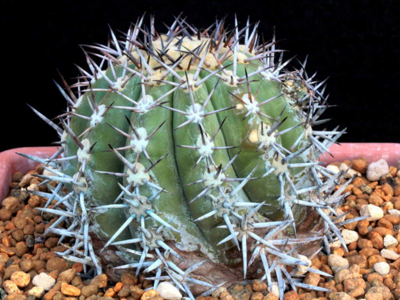 Copiapoa echinoides 