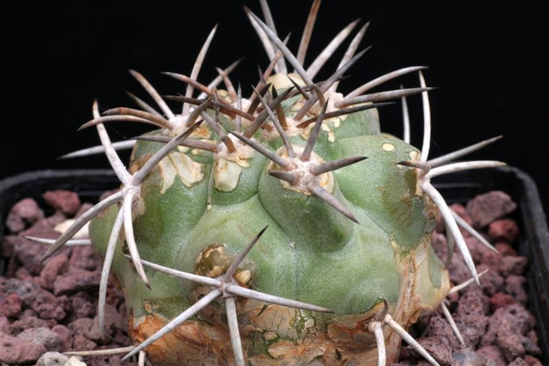 Copiapoa olivana 