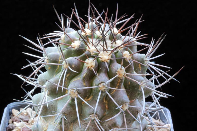 copiapoa vallenarensis